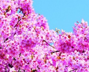 Fleurs qui présentent la collection de peinture intérieure Couleurs et Bien-être Zolpan : les énergisantes